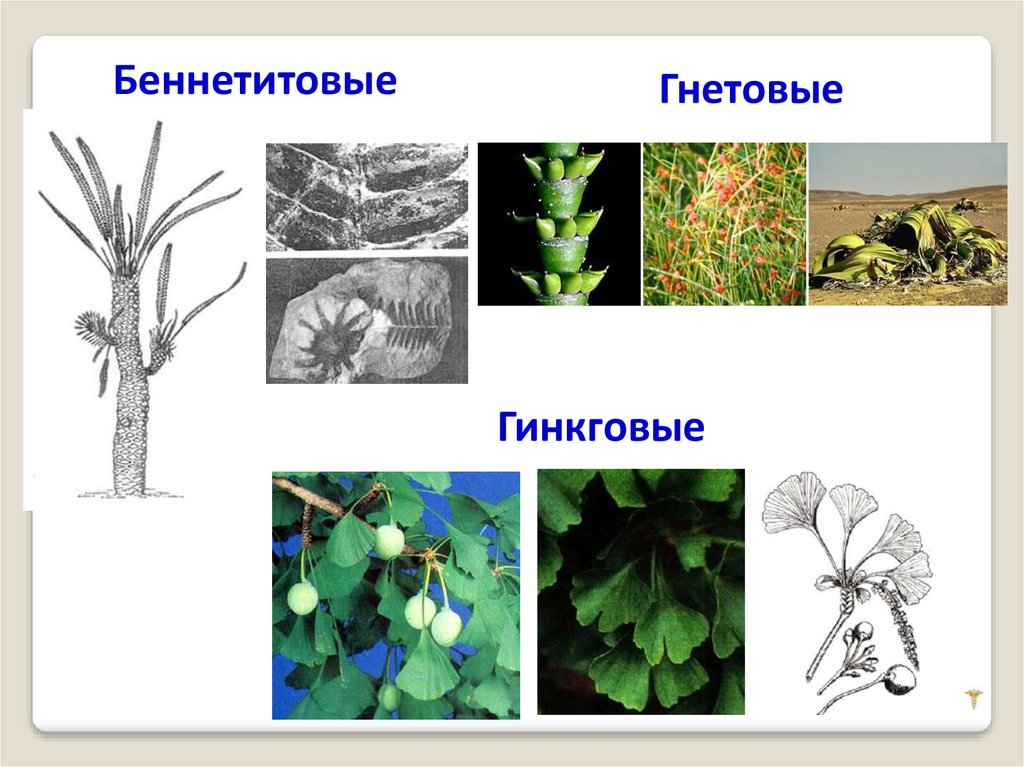 Семенные растения примеры 6 класс. Саговниковые Гнетовые хвойные Гинкговые растения. Беннеттитовые Голосеменные. Класс Гинкговые Гнетовые. Высшие семенные растения.