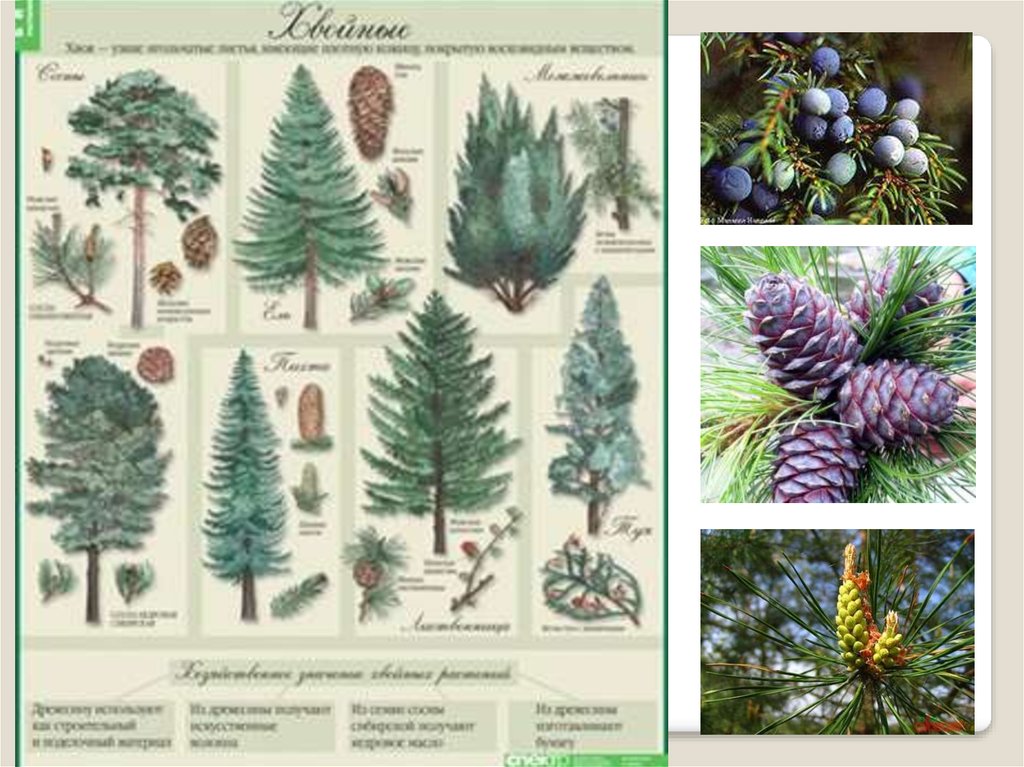 Семенные растения примеры 6 класс. Высшие семенные растения. Семейства семенных растений. Высшие растения семенные отделы. Виды семенных растений и их названия.