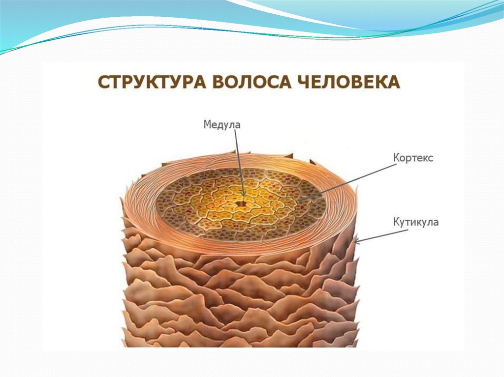 Строение волоса человека на голове для парикмахера рисунок