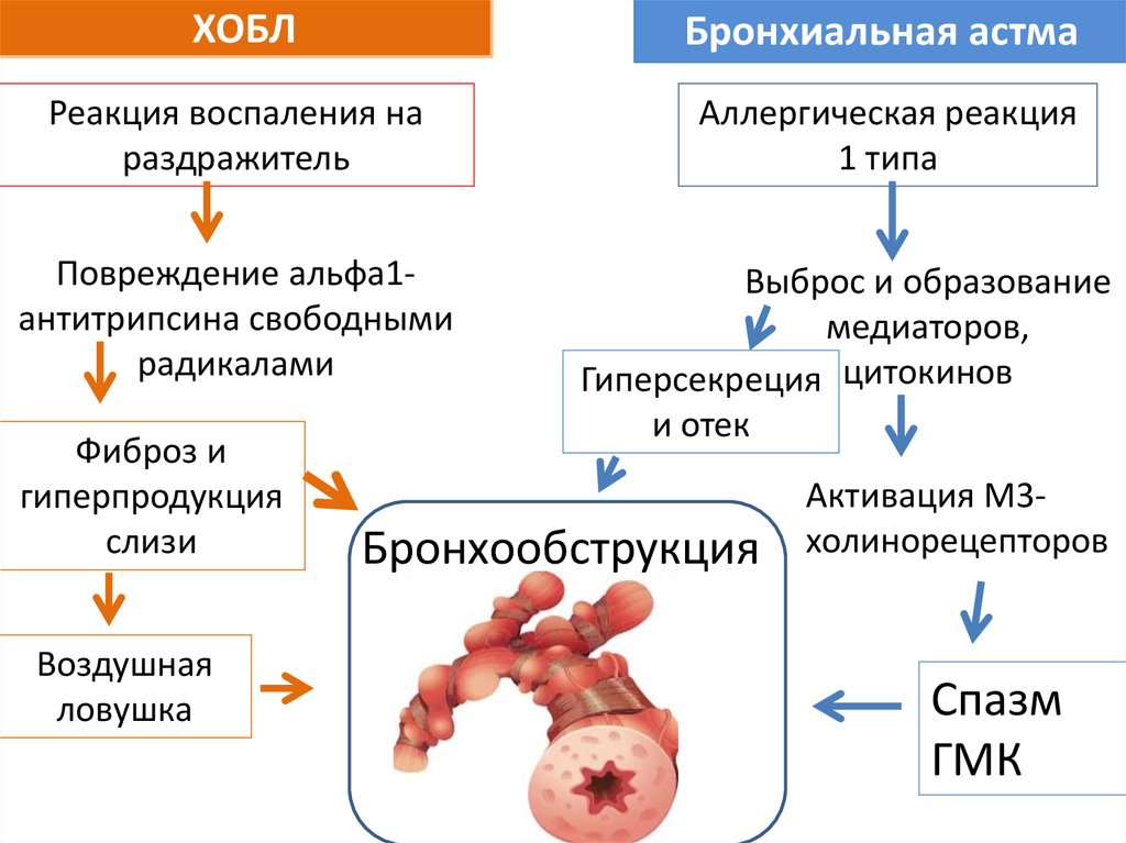 Аллергическая реакция презентация. Аллергическая бронхиальная астма этиология. Бронхиальная астма Тип аллергической реакции. Хроническая обструктивная болезнь патогенез. Механизм развития болезни бронхиальная астма.