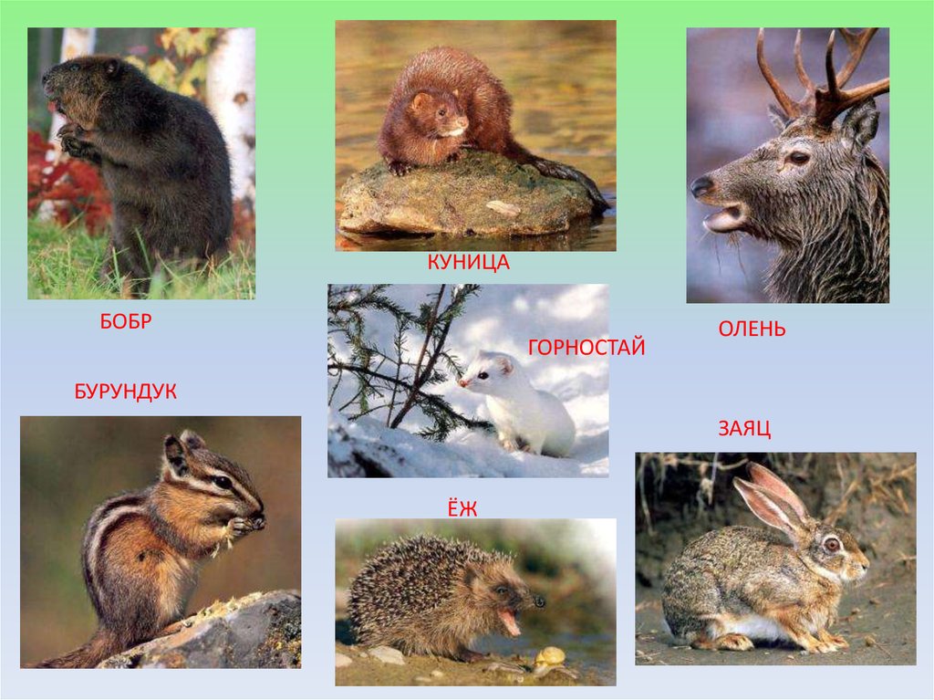 Бобр в какой природной зоне. Обитатели тайги. Животные тайги названия. Обитатели зоны тайги. Тайга животные и растения.