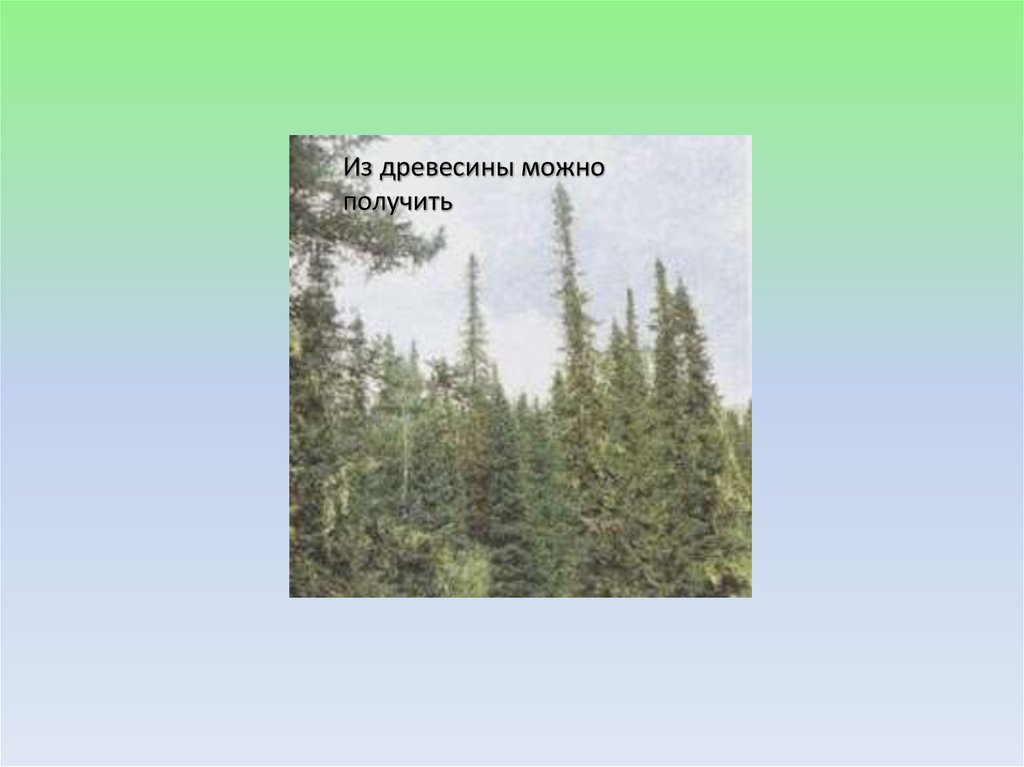 Презентация природно хозяйственные зоны тайга. Тайга презентация. Охранные зоны тайги. Зона тайги Республики Коми растения и животные. Опасные зоны тайги.