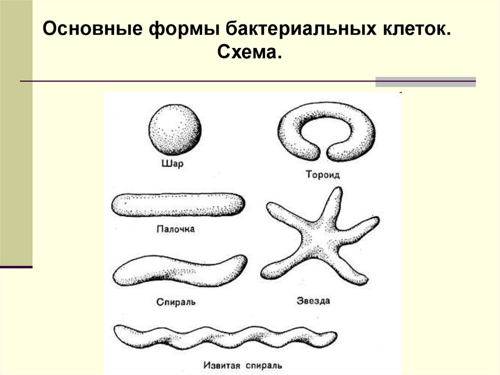 Бактерии округлой формы. Формы клеток бактериальных клеток. Формы бактериальных клеток рисунок. Формы бактерий схема. 1. Назовите основные формы бактерий.