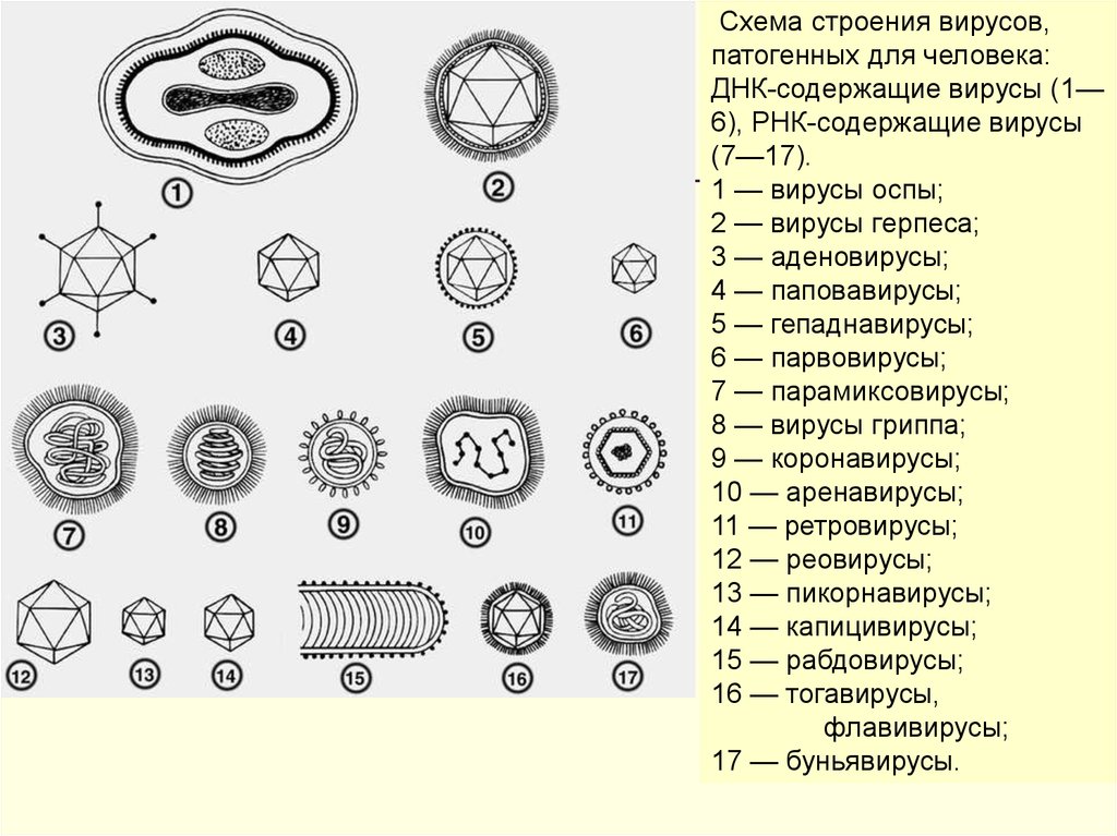 Вирусы форма строение. Формы вирионов микробиология. Схема строения вируса. Строение различных вирусов. Строение вирусов микробиология.