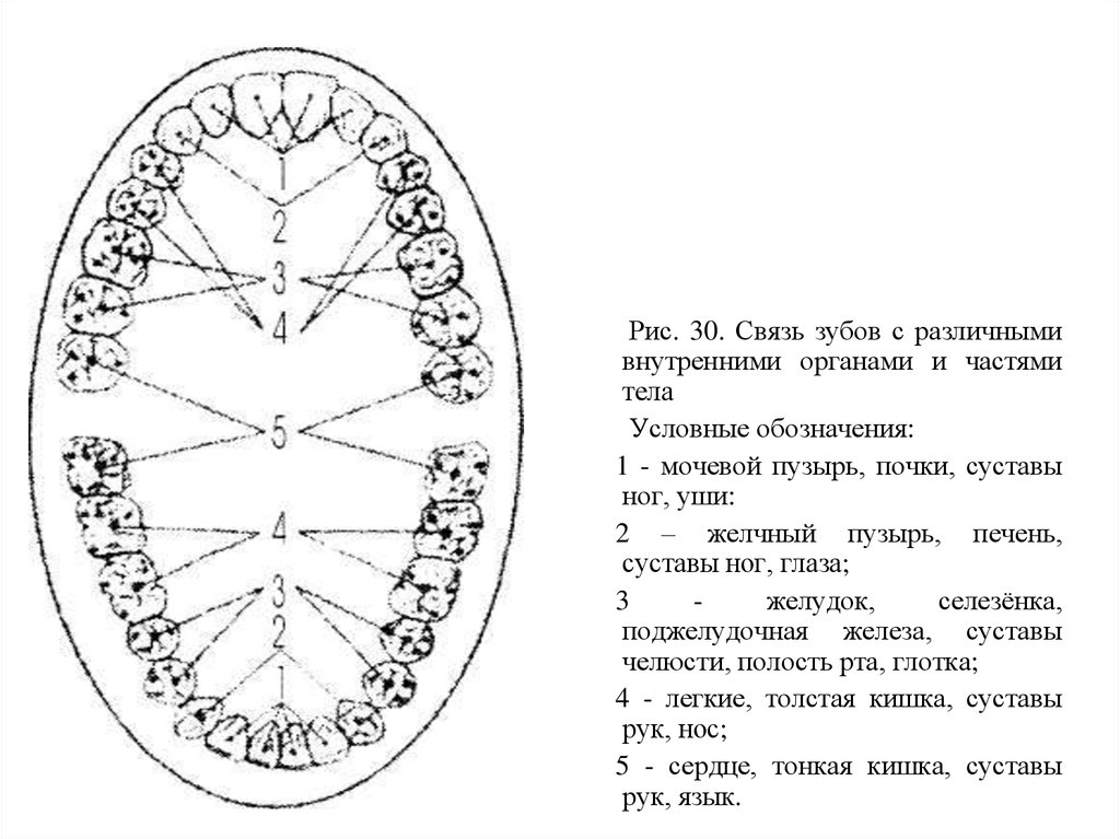 Связь внутренних органов. Связь зубов и внутренних органов схема. Проекция органов на зубы. Зубы проекция внутренних органов. Какой зуб отвечает за какой орган.