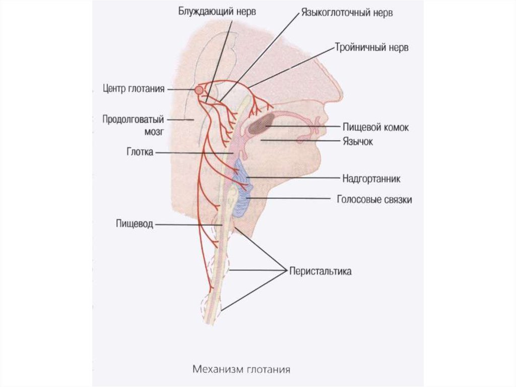 Языкоглоточный нерв картинка