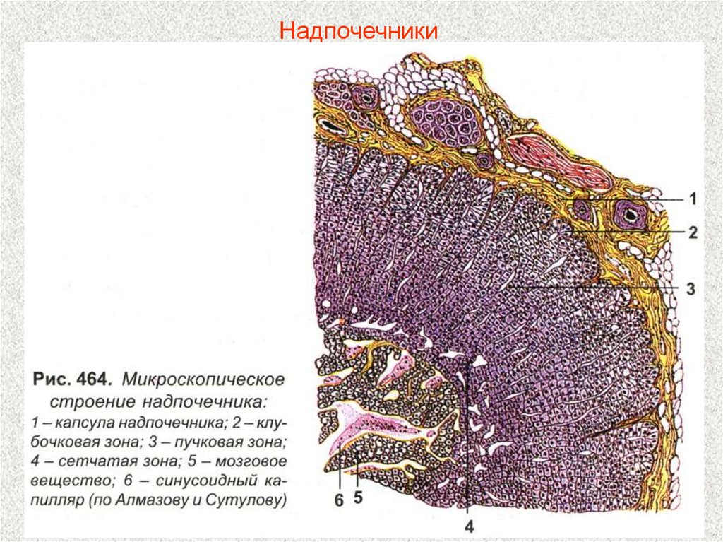 Схема строения надпочечника