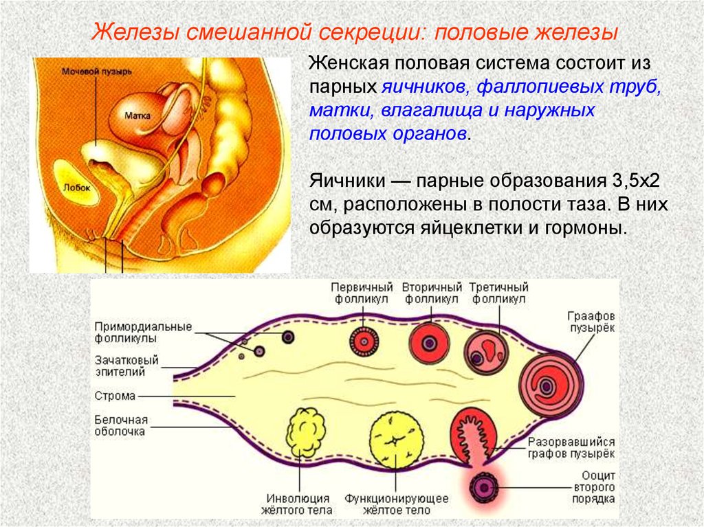 Женские половые органы яичник. Женская половая система. Строение женской половой системы. Схема женской половой системы. Женская половая система яичники.