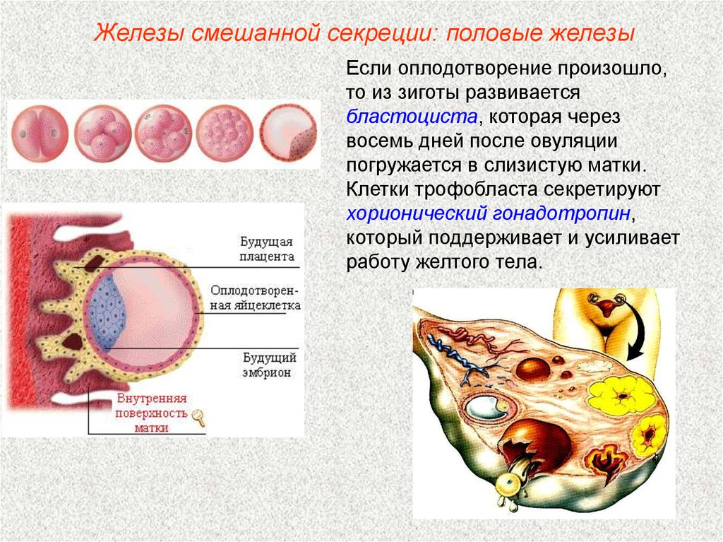 Через 8 дней. Смешанные железы. Железы смешанного типа секреции. Клетки трофобласта. После оплодотворения из зиготы развивается.