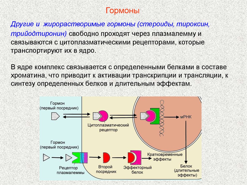 Свободно проходимы. Жирорастворимые гормоны. Жирорастворимые и водорастворимые гормоны. Тироксин стероидный гормон. Трийодтиронин рецепторы.