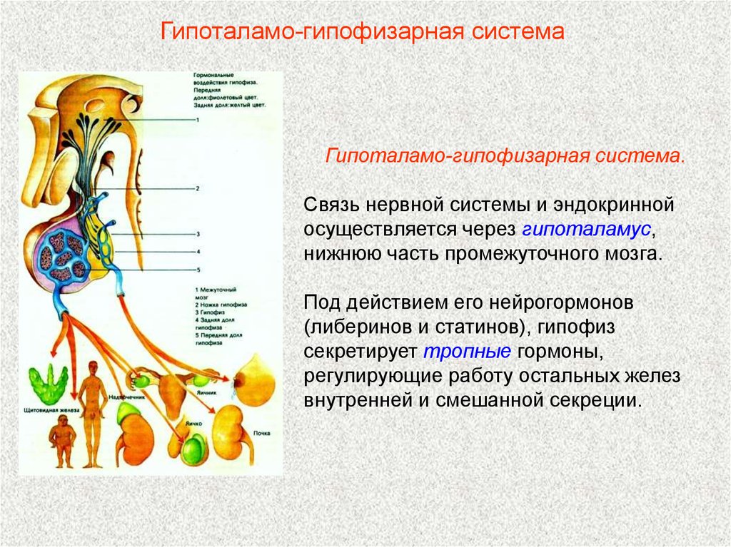 Физиология гипоталамо гипофизарной системы презентация