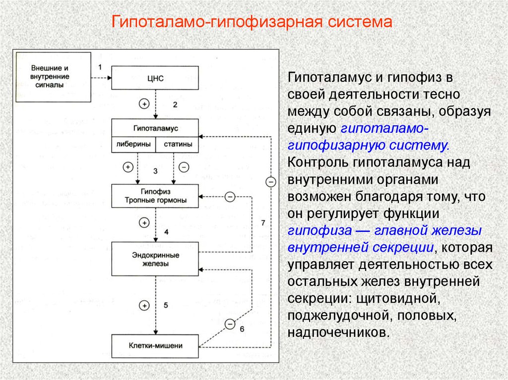 Гипоталамус гипофиз надпочечники гормоны