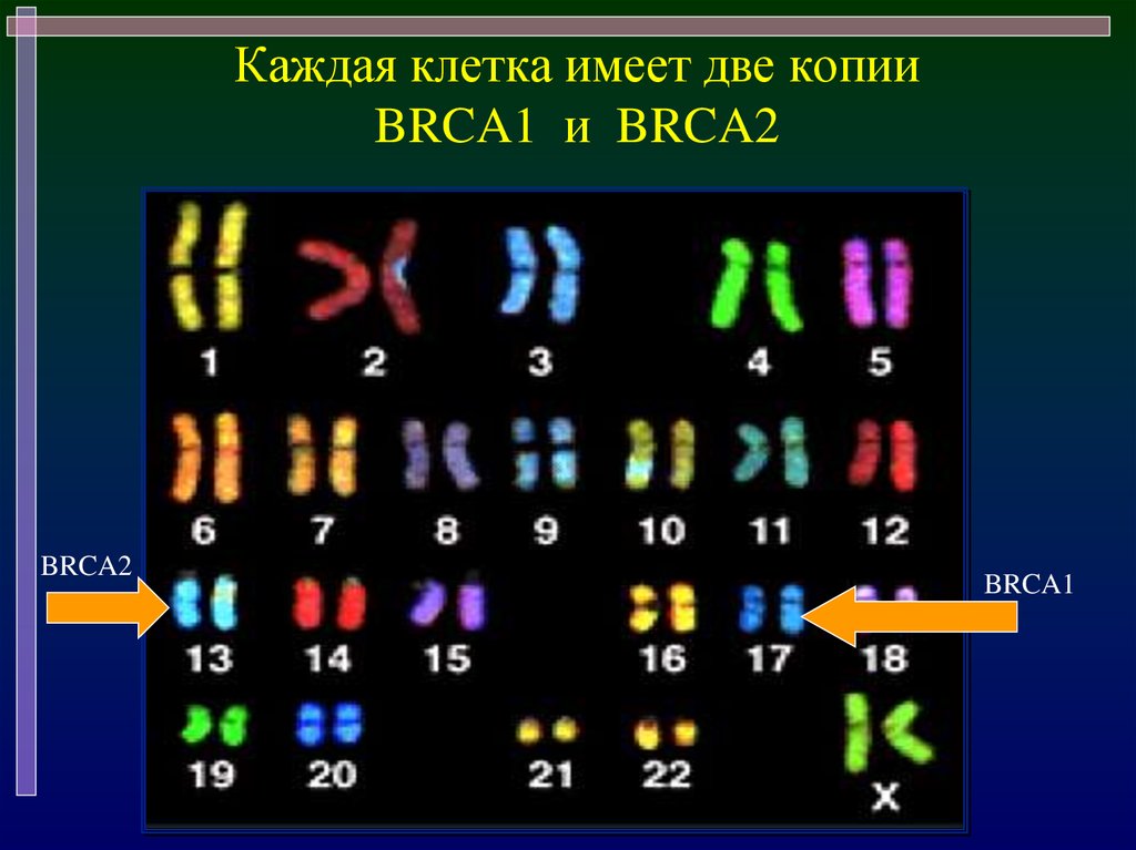 Каждой клеткой. Результаты brca1 и brca2. Каждая клетка имеет. Текст в каждой клетке. Каждая клетка моего.