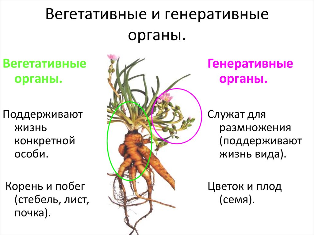 Генеративный способ. Вегетативные репродуктивные и генеративные органы растений. Корень и побег главные вегетативные органы растения. Вегетативные и регенеративные органы. Вегетативные и генеративные органы раст.