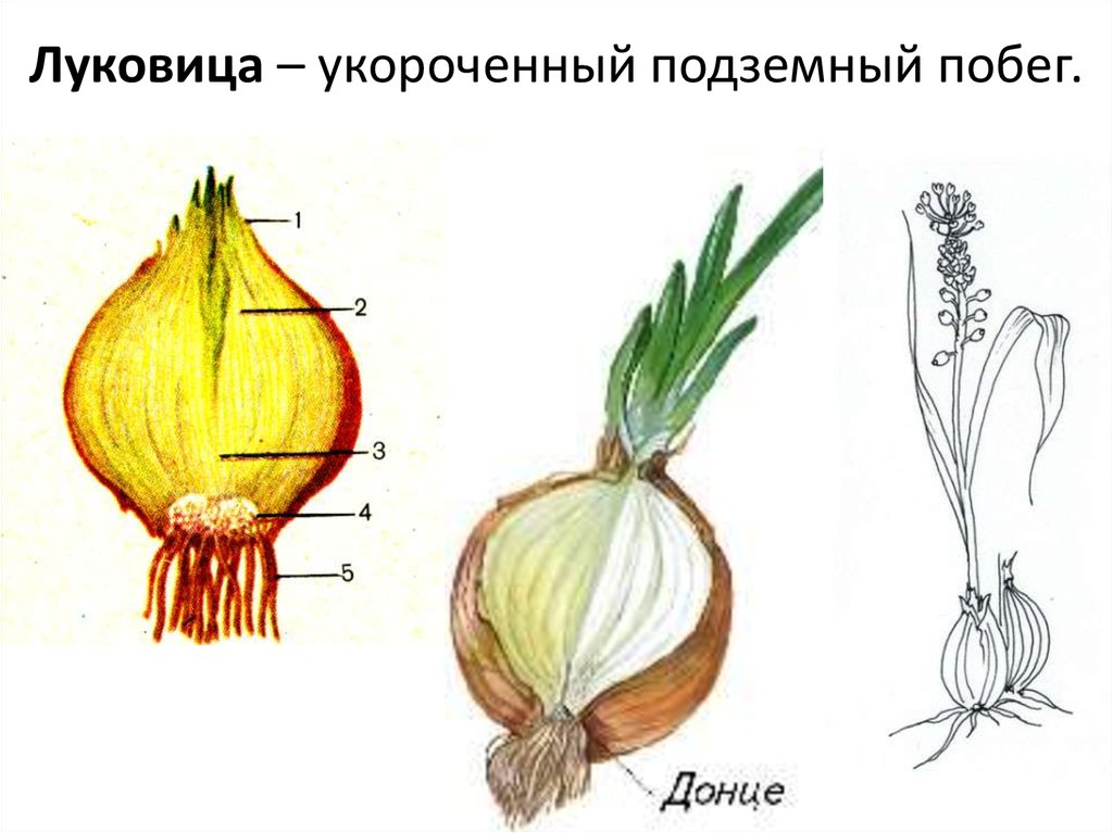 Какие листья у луковицы