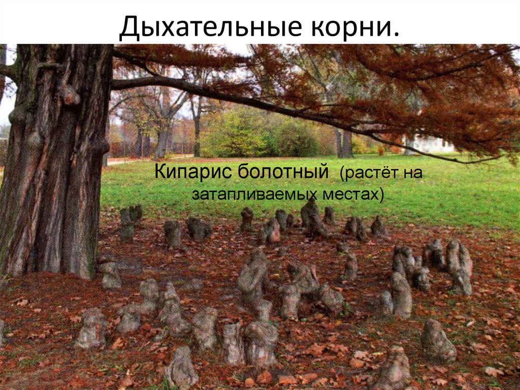 Рисунок дыхательные корни