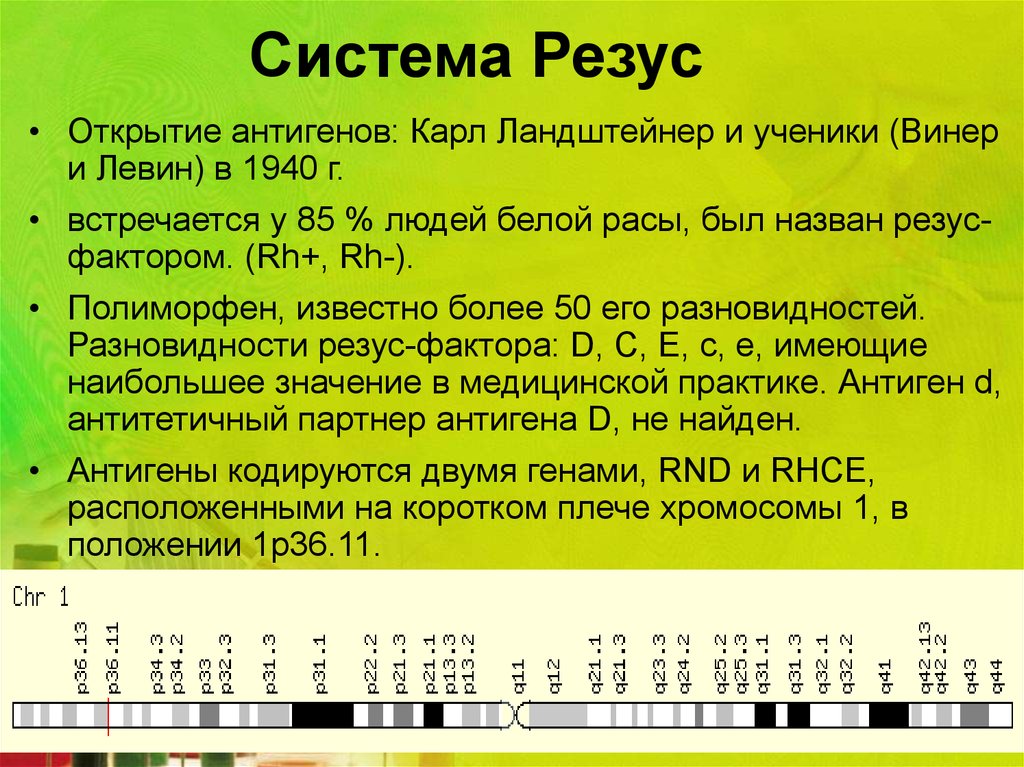 Система винера. Резус фактор Ландштейнер. Ландштейнер Виннер резус фактор. 1940 Г. К. Ландштейнер и а. Винер.