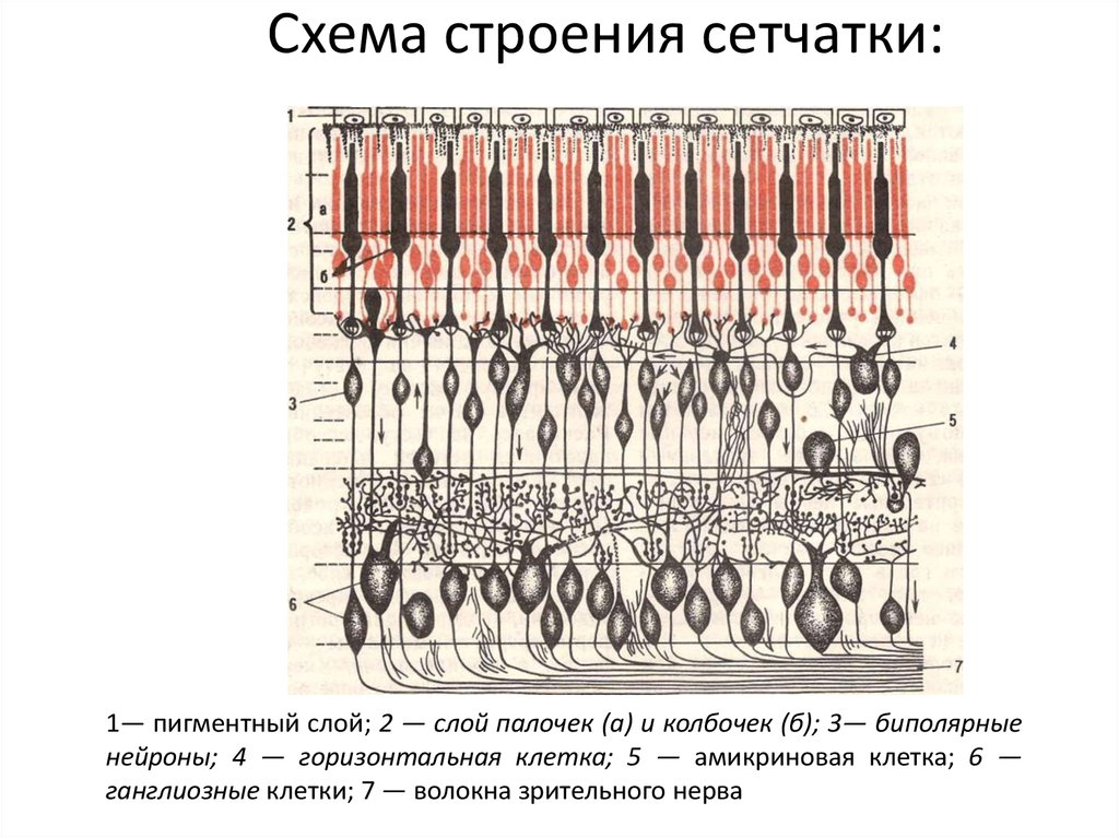 Структура сетчатки глаза человека. Схема сетчатки глаза гистология. Сетчатка глаза строение слои. Функциональные слои сетчатки глазного яблока. Схема строения слоев сетчатки.