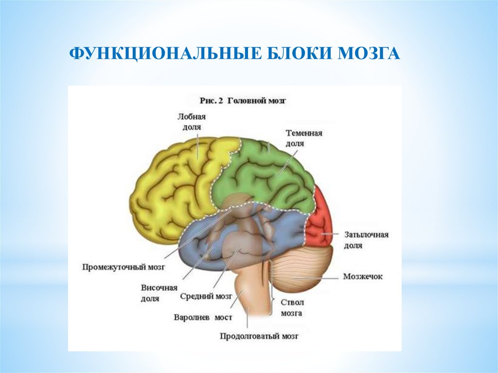 Блоки мозга по лурия с картинками