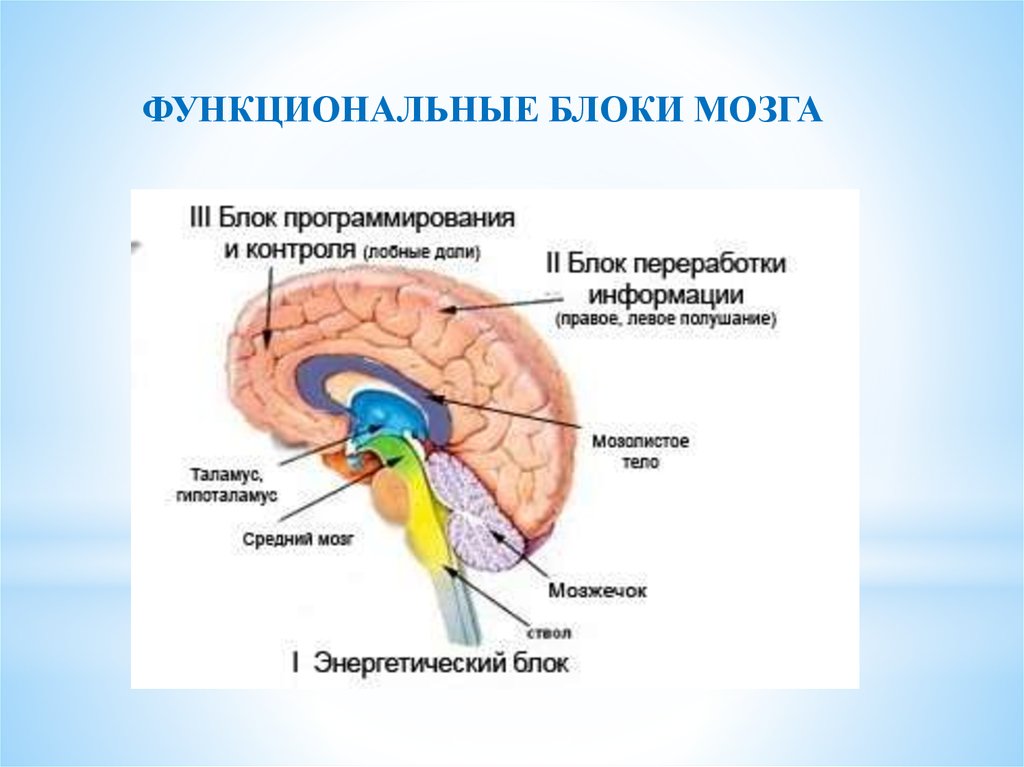 1 2 3 блок. Три функциональных блока мозга Лурия. Структура энергетического блока головного мозга. Структура головного мозга по Лурия.