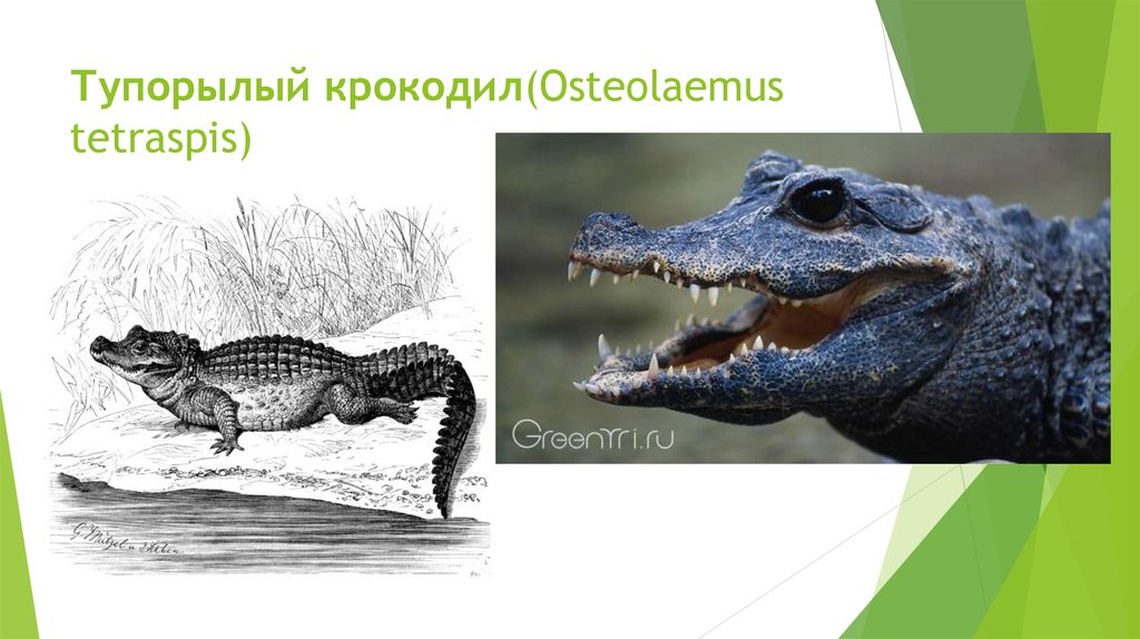 Тупорылый. Тупорылый крокодил / Osteolaemus tetraspis. Тупорылый крокодил вес размер. Крокодил тупорылый биология. Классификация животных крокодил.