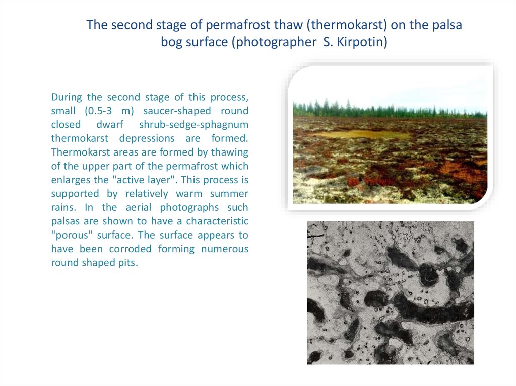 The second stage of permafrost thaw (thermokarst) on the palsa bog surface (photographer S. Kirpotin)