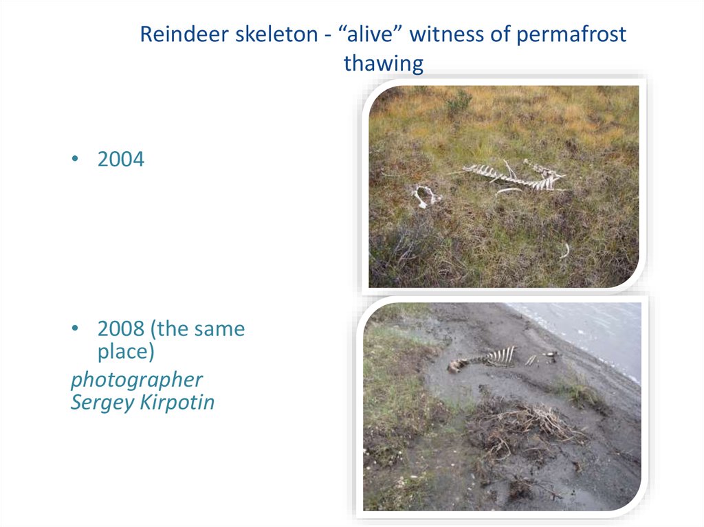 Reindeer skeleton - “alive” witness of permafrost thawing