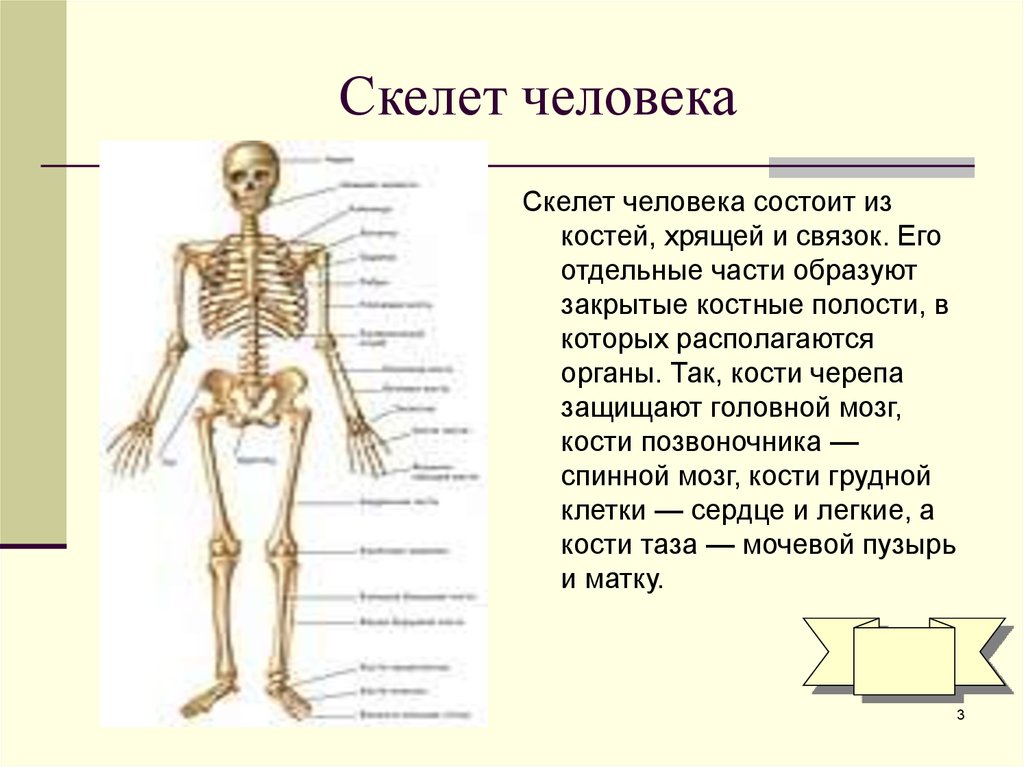 Какой отдел скелета образует кости. Строение частей скелета человека. Кости скелета кратко. Основные части скелета человека 3 класс. Скелет название костей основные.