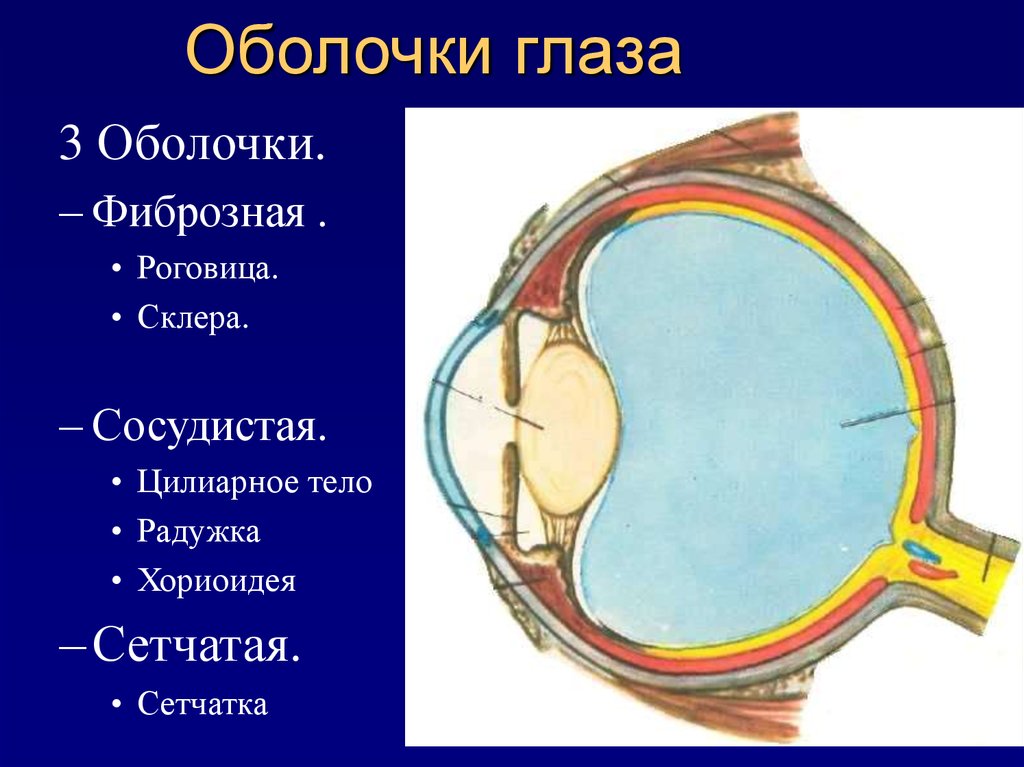 Роговица зрительная зона коры мозга стекловидное тело. Склера сосудистая оболочка сетчатка. Белочная оболочка глазного яблока. Строение оболочек глаза. Наружная и внутренняя оболочки глаза.