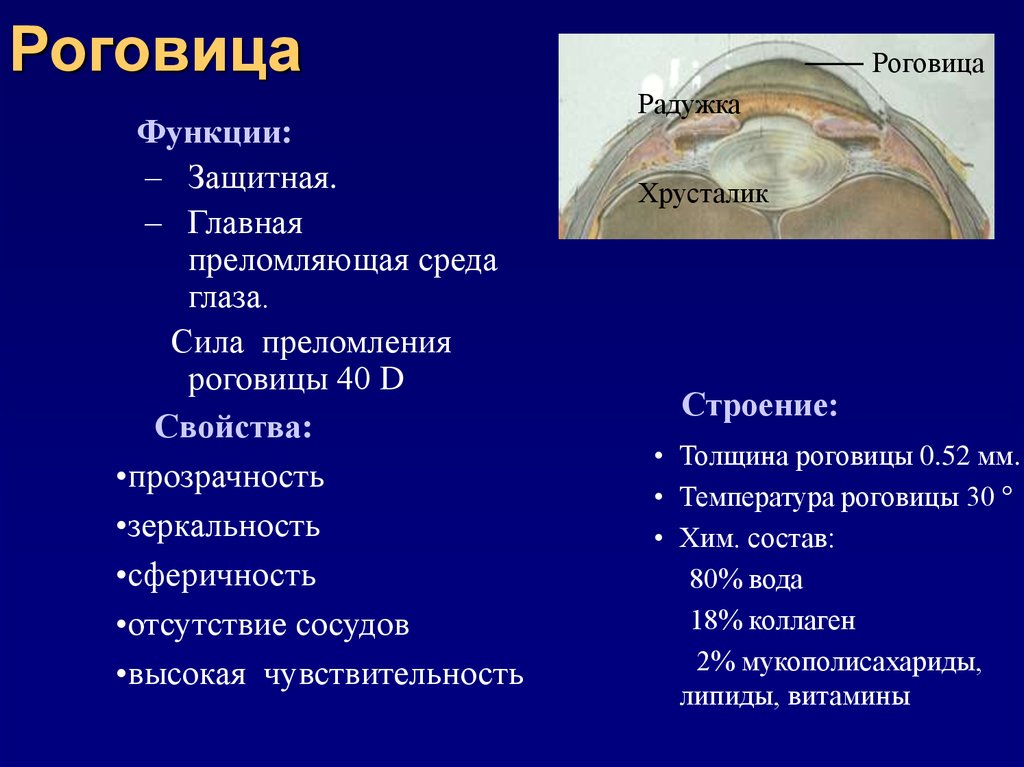 Функции глаза. Роговица строение и функции. Оболочки глаза функции роговицы. Преломляющие среды глаза анатомия. Строение роговицы оболочки глаза.