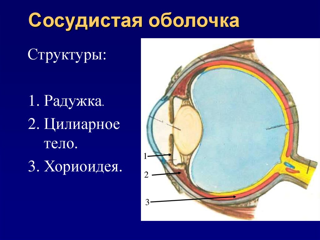 Цвет сосудистой оболочки глаза. Сосудистая оболочка глаза вид спереди. Сосудистая оболочка глазного яблока строение. Собственно сосудистая оболочка глаза анатомия. Анатомия сосудистого тракта.