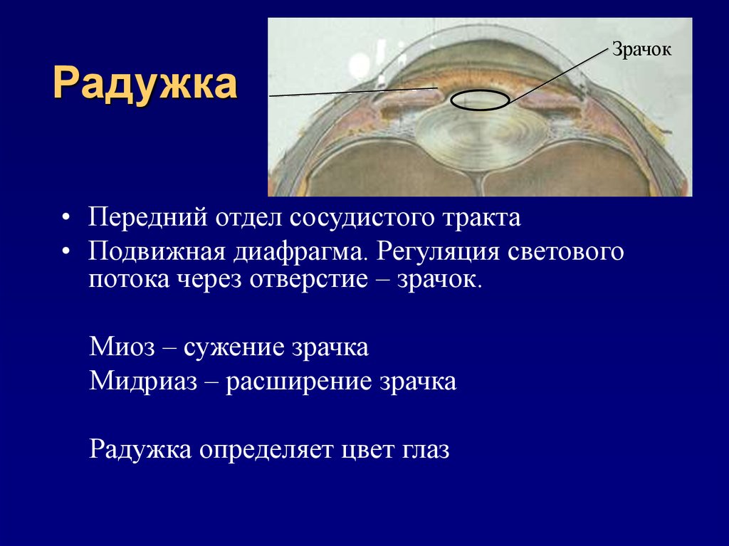 Радужка является частью оболочки глаза. Методы исследования Радужки. Кровоснабжение Радужки. Радужка глаза анатомия. Передний отдел глаза.