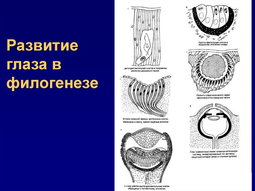 Развитие глаза. Схема развития глаза. Филогенез органа зрения. Развитие глаза в филогенезе. Этапы эволюции глаза.