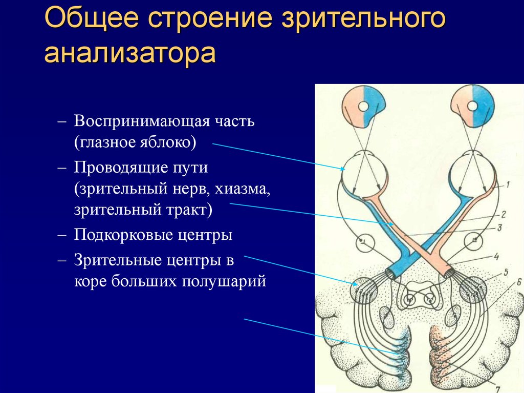 Проводящий нервные. 2.2 Строение зрительного анализатора.. Проводящие пути зрительного анализатора физиология. Проводниковый отдел зрительного анализатора схема. Зрительный нерв подкорковые и корковые зрительные центры.