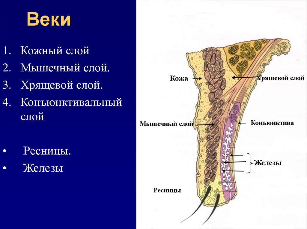 Строение век. Анатомические слои века. Послойное строение века. Послойная анатомия века.