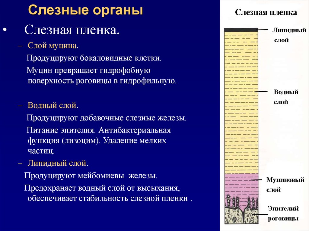 Три слоя содержит. Функции муцинового слоя слезной пленки:. Функции водного слоя слезной пленки. Липидный слой слезной пленки. Строение слезной пленки.