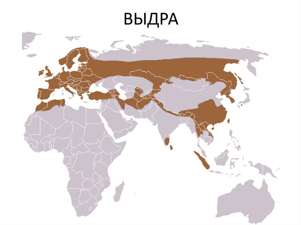 ВЫДРА