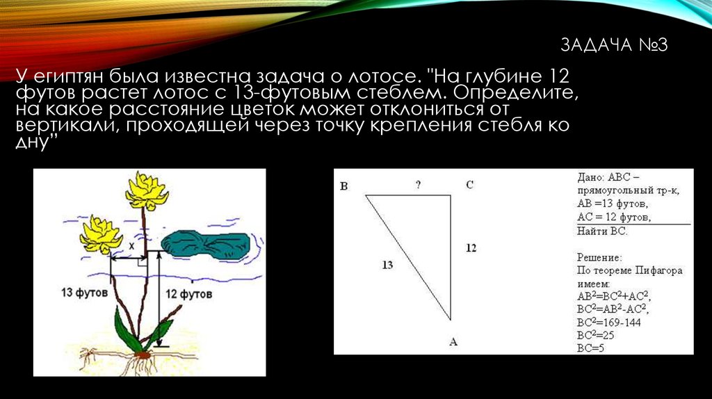 Дистанция цветок фото