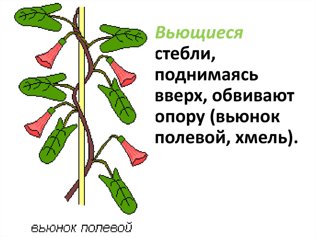 Строение стебля 6 класс биология презентация