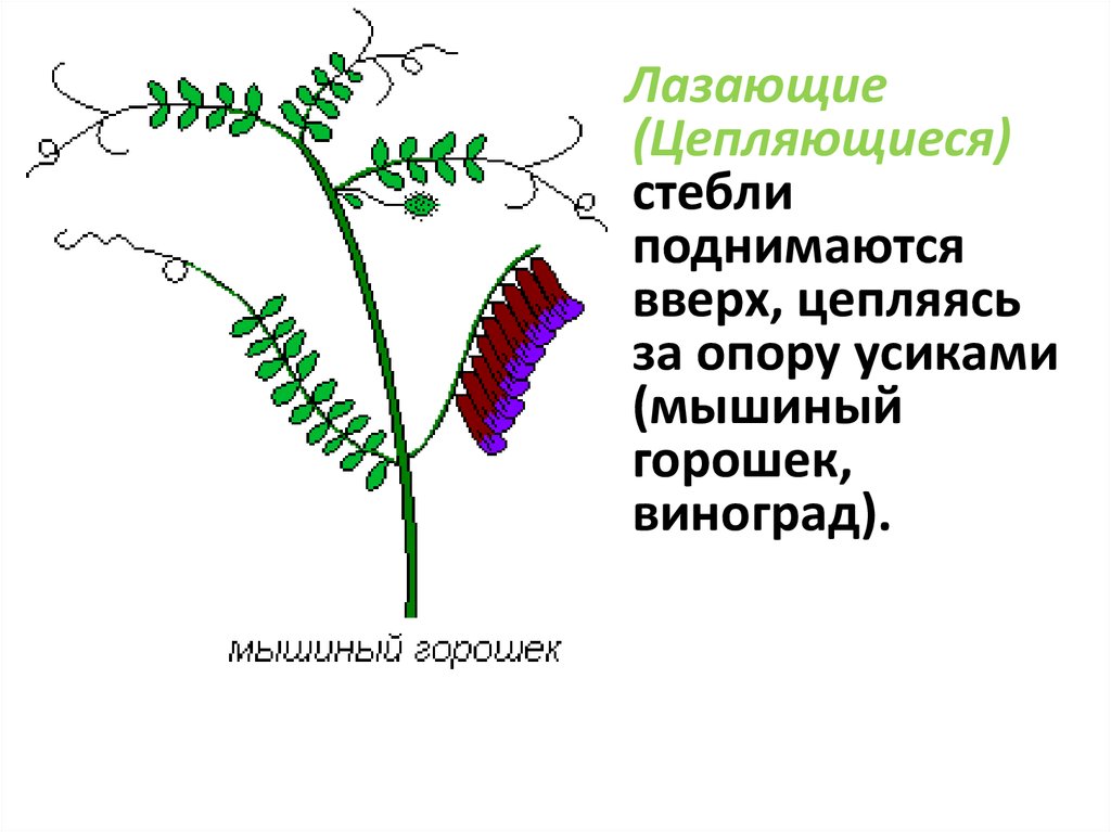 Цепляющийся стебель. Лазающий стебель. Растения с лазающими стеблями. Приподнимающийся стебель.