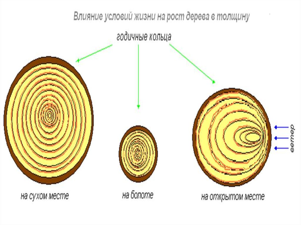 Рост в толщину обеспечивает. Годичные кольца древесины строение клетки. Годичные кольца древесины биология 6 класс. Годичные кольца строение. Годичные кольца древесины строение.