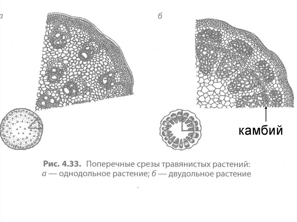 Признаки стебля. Камбий у двудольных растений. Стебель однодольного растения камбий. Срез стебля двудольных покрытосеменных растений. Стебель с камбием к двудольным.