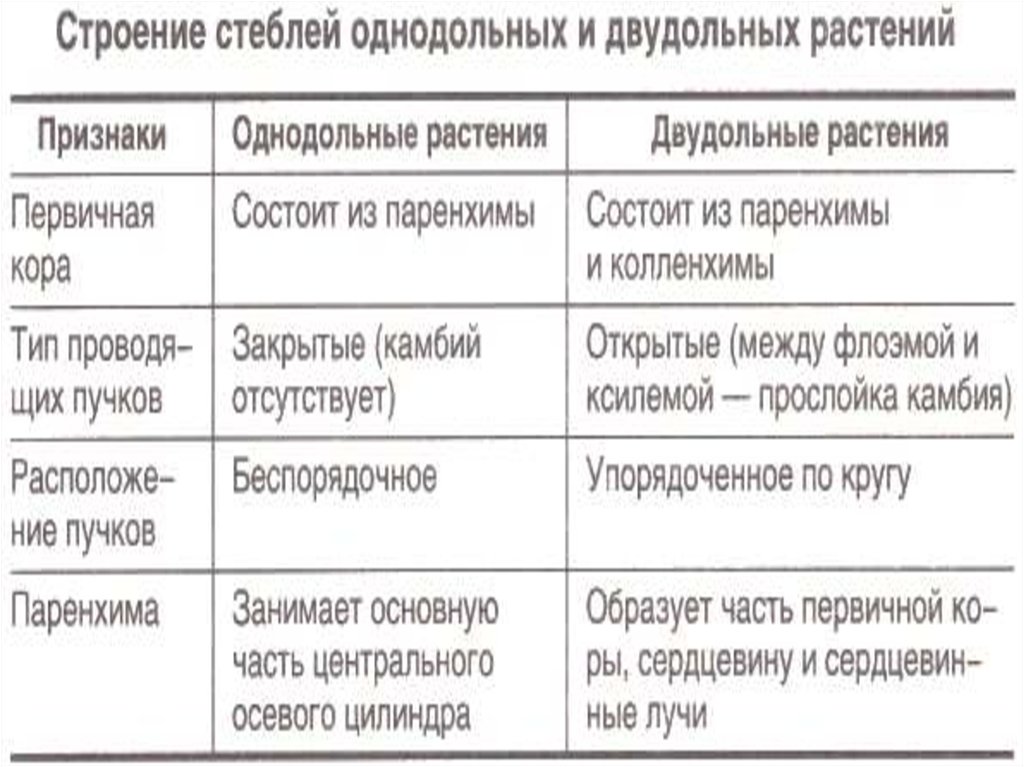 Признаки стебля. Строение стебля однодольных и двудольных растений таблица. Сравнение строения стебля однодольных и двудольных растений. Строение стебля однодольных и двудольных растений. Сравнительная характеристика стебля двудольных и однодольных.