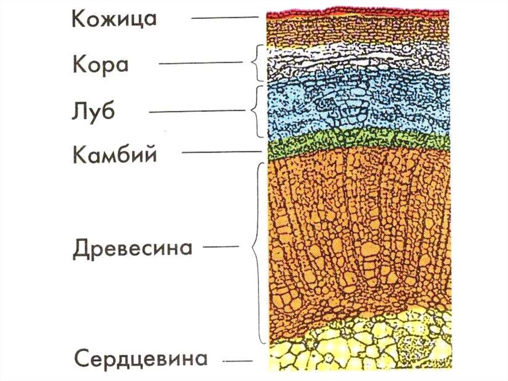 Ткань коры. Поперечный срез одно летней стебель липы. Стебель кора древесина сердцевина и схема. Клеточное строение стебля. Внутреннее строение стебля.