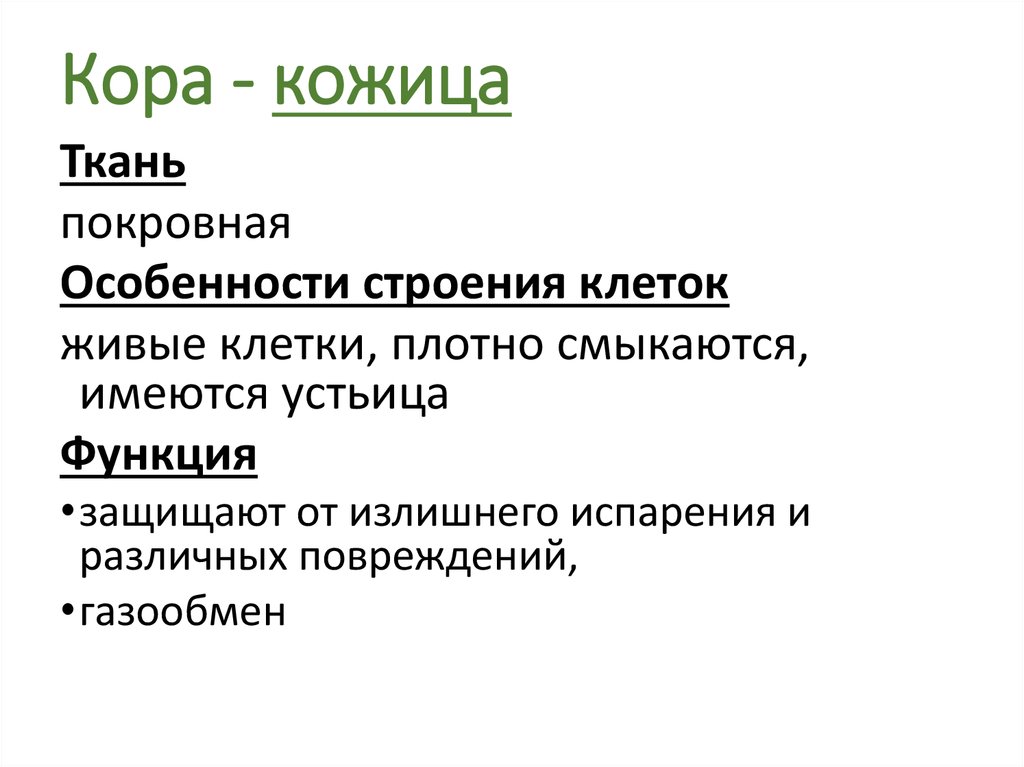 Особенности строения коры. Кора особенности строения клеток и функция. Особенности строения клеток коры. Особенности строения покровной кожицы. Покровная ткань кожица особенности строения.