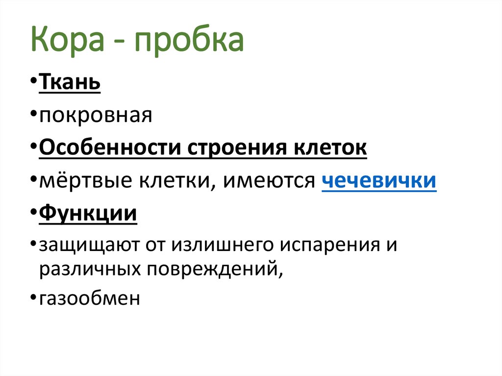 Особенности клеток. Пробка особенности строения клеток. Особенности строения пробки. Особенности строения клеток чечевички.