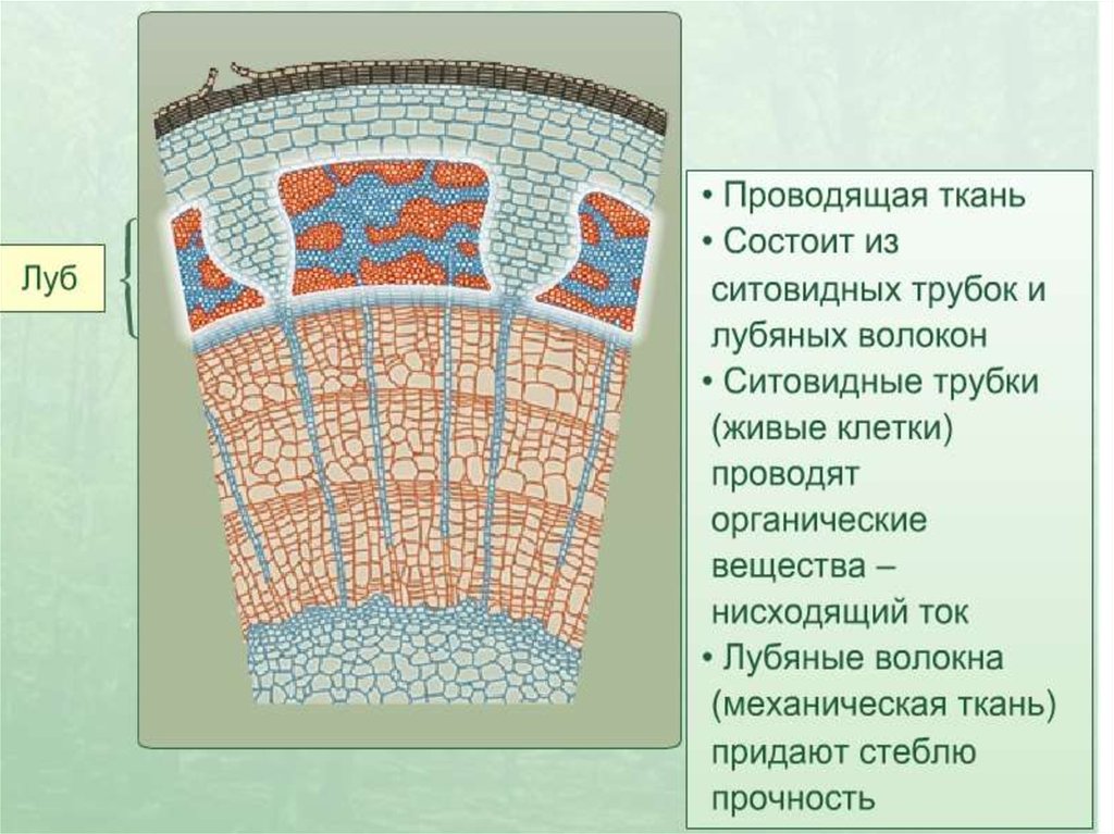 На рисунке изображено поперечное сечение листа рассмотри рисунок и дополни текст основная ткань