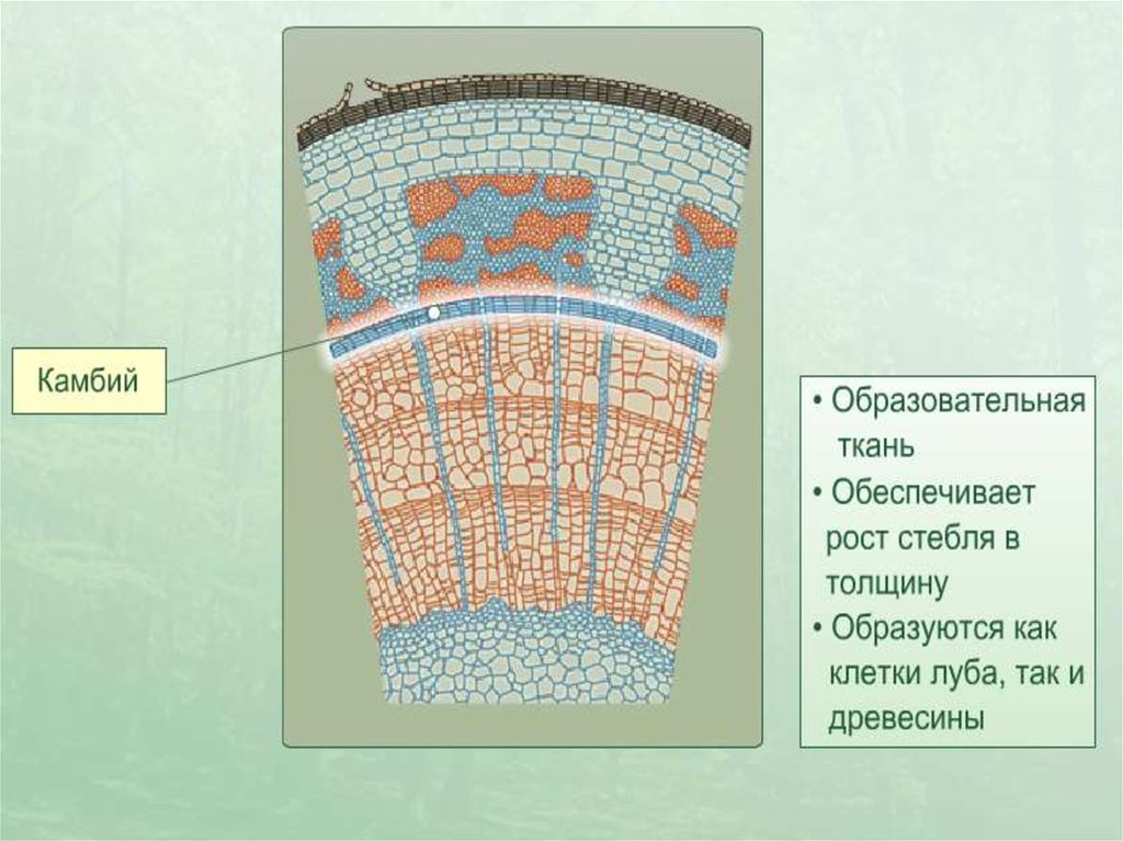 Какая ткань обеспечивает. Образовательная ткань растений камбий. Структура ткани камбий. Камбий стебля липы. Поперечный срез трехлетнего стебля липы.