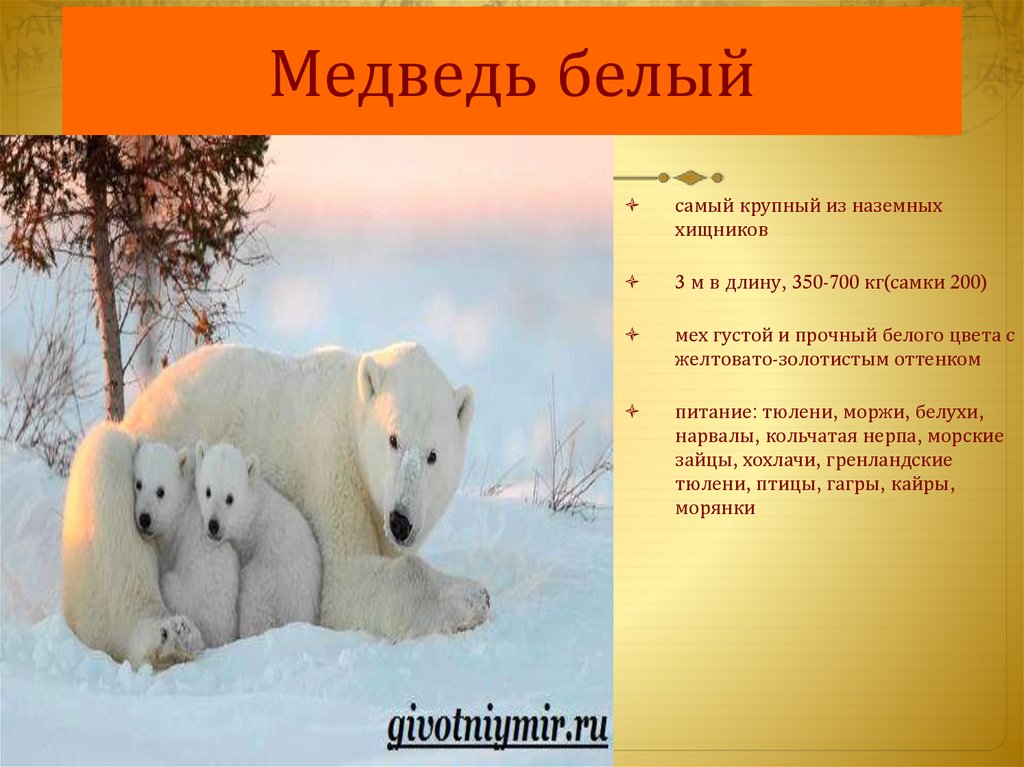 Медведь белый
