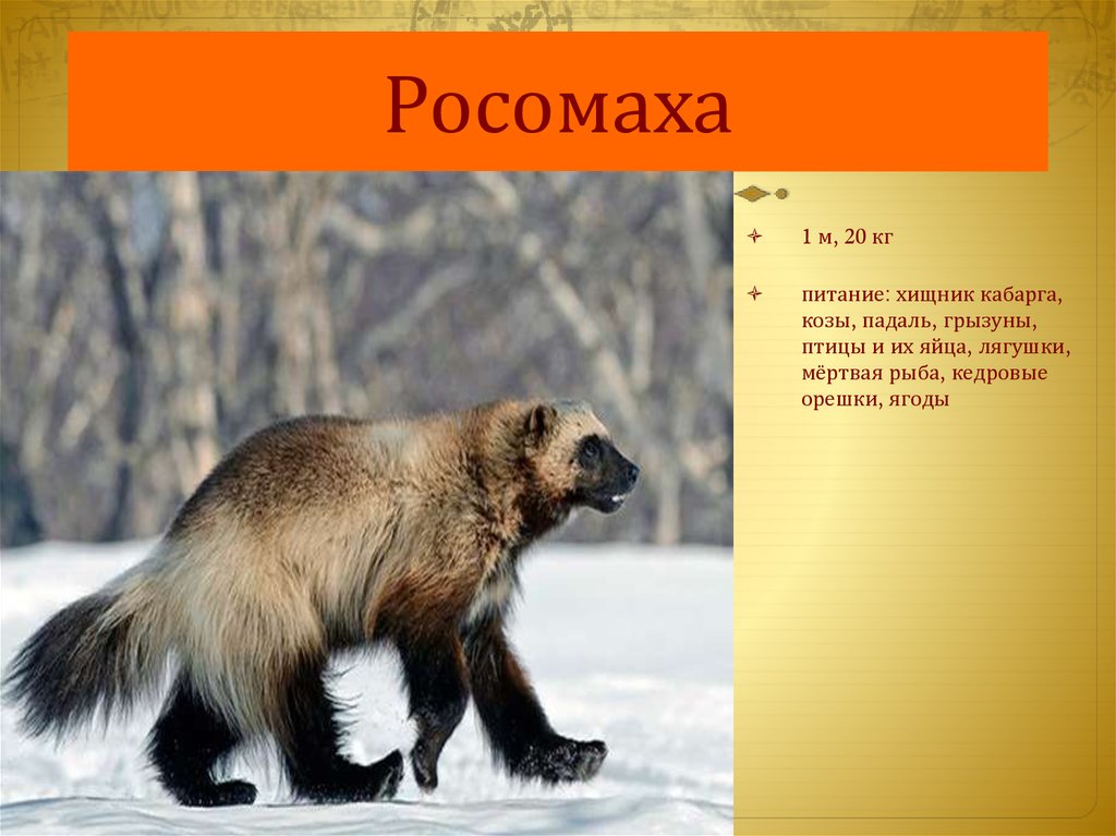 Росомаха в красной книге. Росомаха животное. Росомаха красная книга. Росомаха презентация. Животные России презентация.